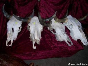 Schedels 01 19
